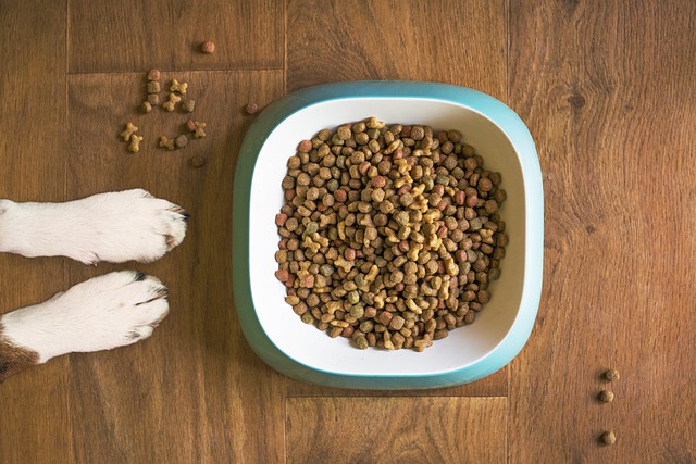 food for aging pets