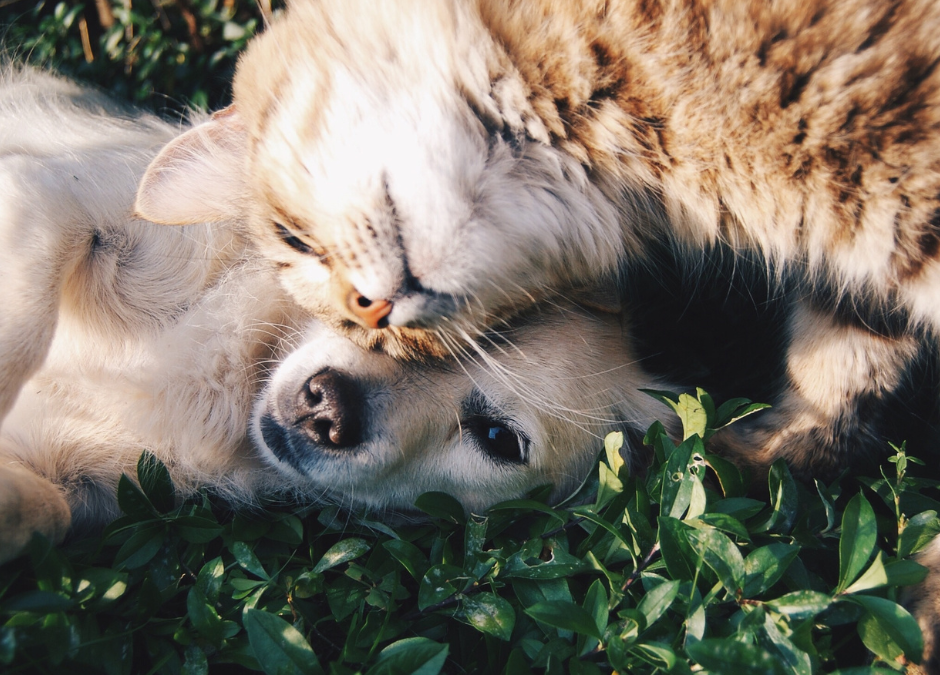10 Things You Can Do to Help a Grieving Pet